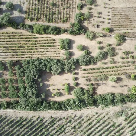 - La Prunosa