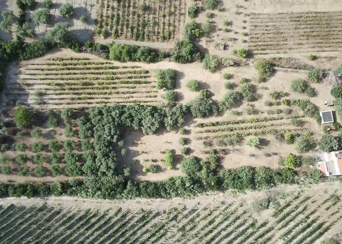 - La Prunosa